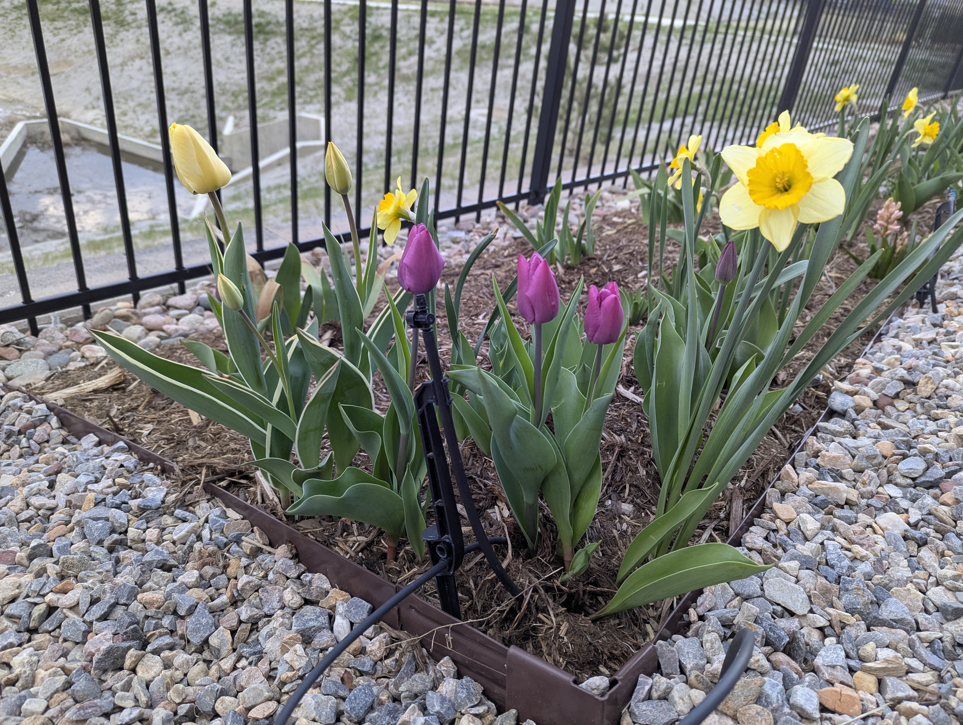Garden, Flowers, Morrison, Colorado
